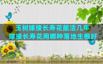 玉树嫁接长寿花能活几年 嫁接长寿花用哪种落地生根好